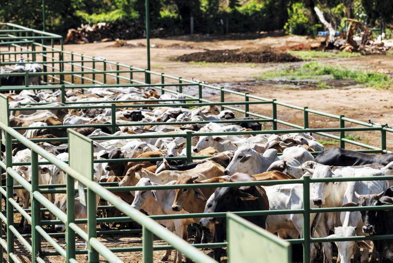 Brazilian beef ban looms as EU has no guarantee of compliance with rules