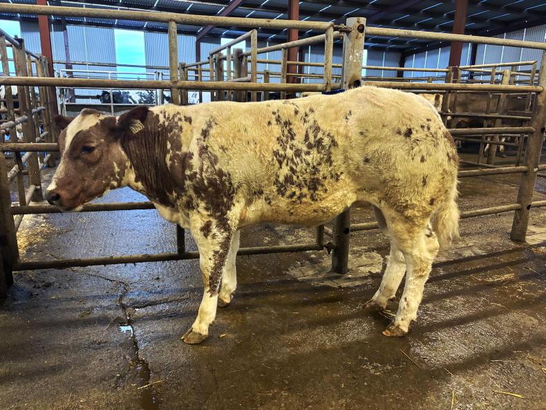 Camera at the Mart: heifer weanlings to a high of €12.40/kg in Gortatlea