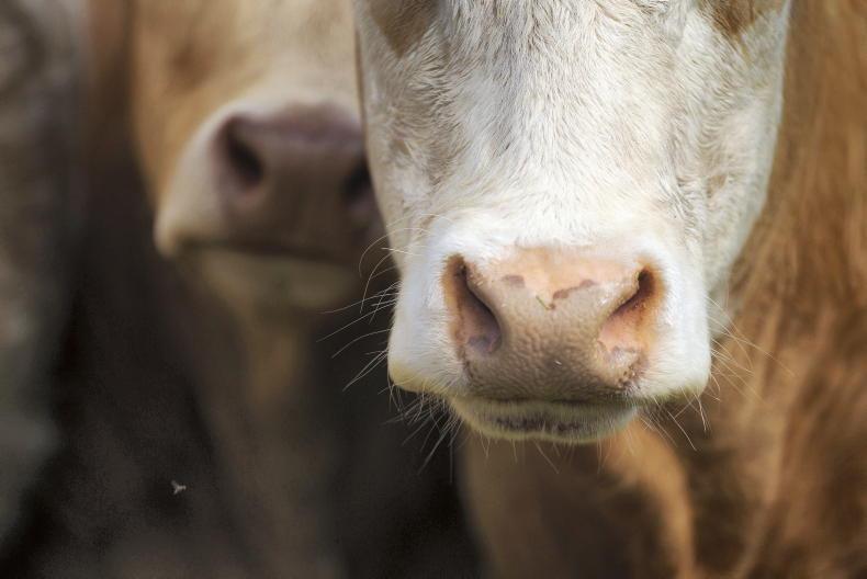 Couple convicted over €263,000 in EU subsidies for fake cattle farm